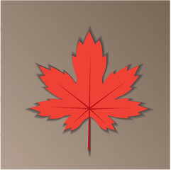 red autumn maple leaf on a gray background