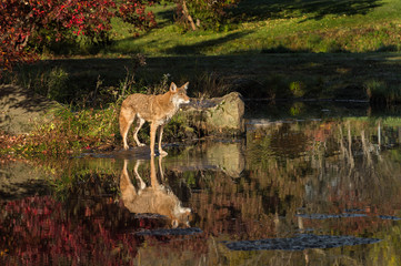 Obraz na płótnie Canvas Coyote (Canis latrans) Looks Right From Island