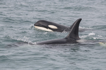Fototapeta premium Mała Orca i mama, Icy Strait, Alaska