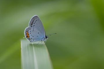 farfalla su una foglia