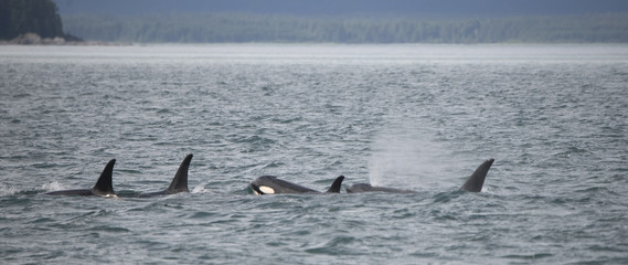 Orca Family, Icy Strait, Glacier Bay, Alaska