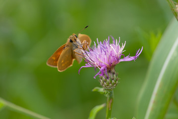 la farfalla prende il nettare del fiore