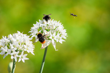 Bees on flowers is close