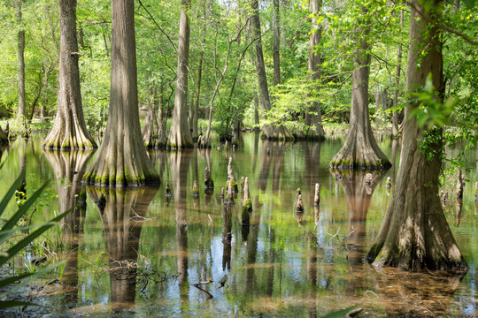 Massive Bald Cypress Trees with reflection on marsh