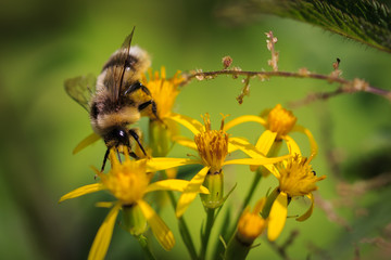 Biene sammelt Honig auf einer gelben Blume, Detailaufnahme
