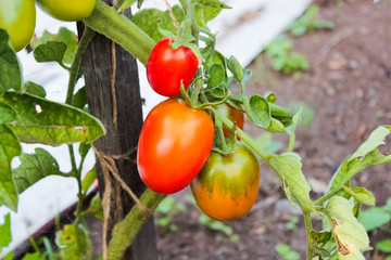 three tomatoes on a branch in the garden