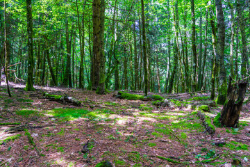 Germany, Green natural forest landscape