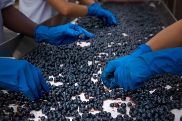 Bolgheri, Tuscany, Italy - Processing of the vineyards