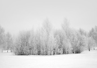 Obraz na płótnie Canvas Winter nature, snowy white forest