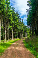 Forest track through forest in summer
