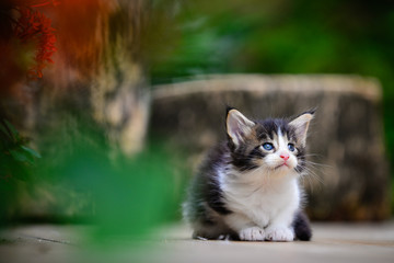 Close up of an adorable small black and white kitten sitting on a wooden floor back ground by green garden in daytime lighting. Blue eyes cat. Cutie cat outdoor park.