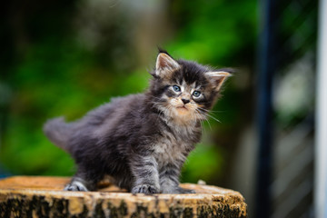 Obraz premium Close up a playful black ticked Maincoon kitten playing a toy on a wooden floor background by red flower and green plant. Brown ticked cat outdoor in evening time.