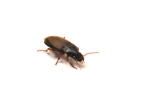 harpalus rufipes beetle