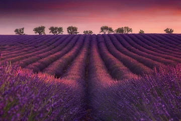 Poster Im Rahmen Typischer Sonnenuntergang über einer Lavendelfeldperspektivenlandschaft in der Provence. © grutfrut