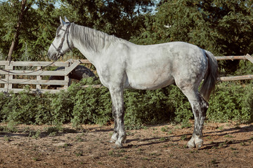 Thoroughbred horse in a pen outdoors and