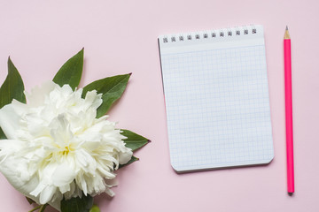 Notepad for text white flowers peony cherry berries on pastel pink background.
