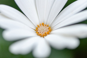 Daisy Flower Macro