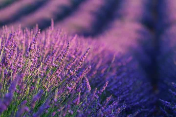 Poster Im Rahmen Perspektive der Pflanzenreihen in einem Lavendelfeld © grutfrut