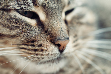 Close up Portrait of beautiful Tabby Cat - Pet care