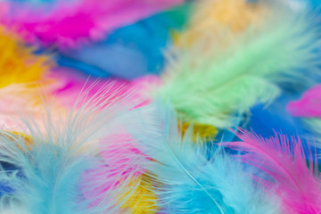 Colorful blurry  feathers background