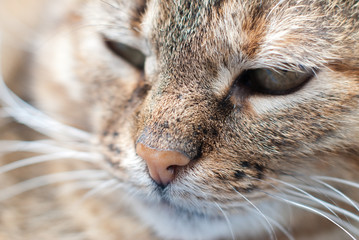 Close up Portrait of beautiful Tabby Cat - Pet care