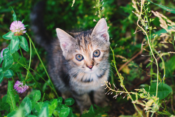 Naklejka na ściany i meble Cute little kitten playing in the green grass - tabby cat