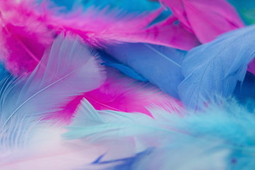 Colorful blurry  feathers background