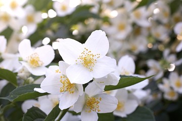 weiße Blüten