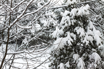 Snow on the branches of a Christmas tree in the winter.