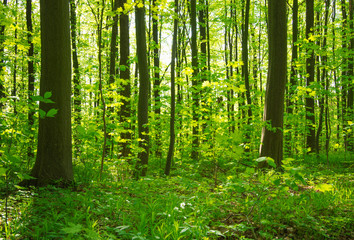 Obraz premium beautiful forest landscape in the morning