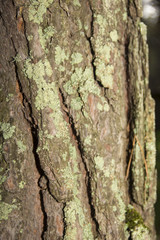 the texture of tree bark