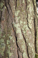 the texture of tree bark