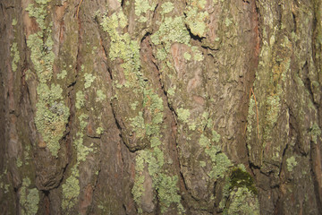 the texture of tree bark