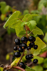 Healty black currants in season