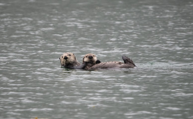 Fototapeta premium Sea Otter, Dundas Bay
