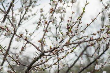 Apple blossom flowers in spring, blooming on young tree branch.