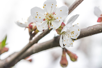 Apple blossom flowers in spring, blooming on young tree branch.