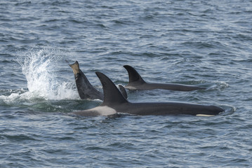 Orca Family, Icy Strait, Alaska