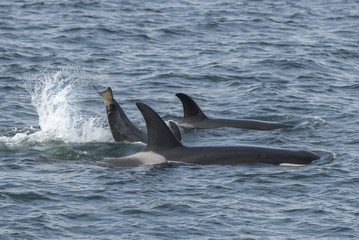 Naklejka premium Orca Family, Icy Strait, Alaska