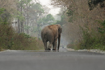 Fototapeta na wymiar Elephant on highway