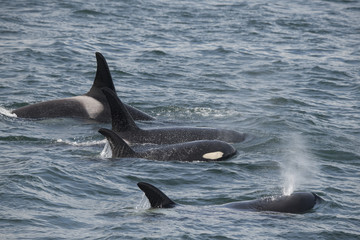 Fototapeta premium Rodzina Orca, Icy Strait, Alaska