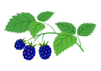 Blackberry branch with berries vector illustration. Ripe blackberries with leaves on the branch, isolated on white.