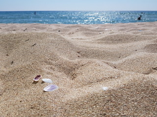 seashells on white sand on a sunny day