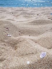seashells on white sand on a sunny day