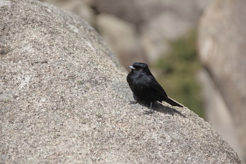 Black Bird