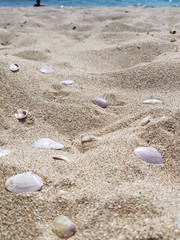 seashells on white sand on a sunny day