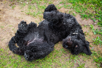 funny black Russian terrier dog plays on the green grass