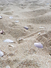 seashells on white sand on a sunny day