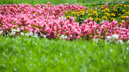 bright flower bed