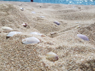 seashells on white sand on a sunny day